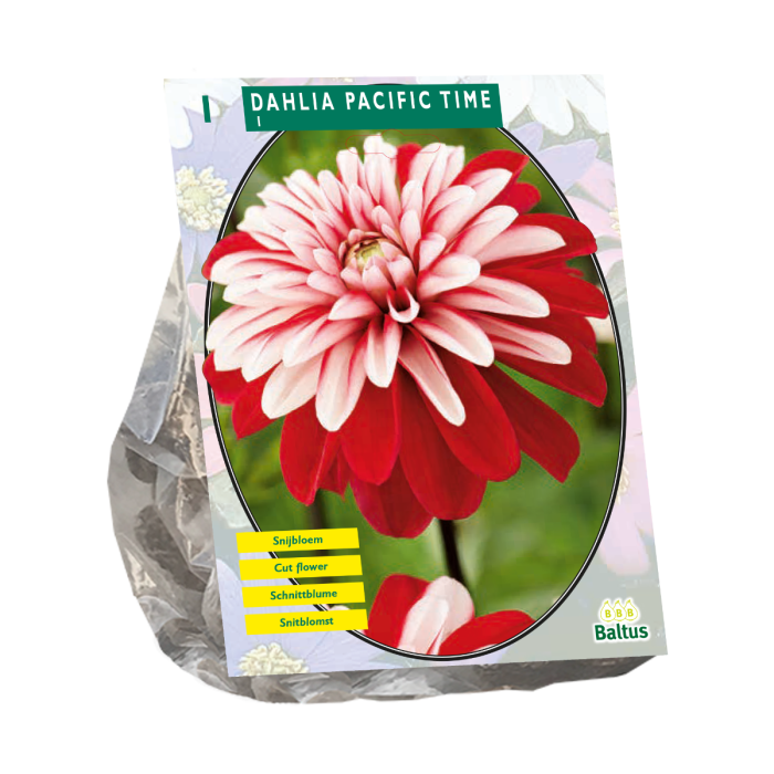 Dahlia Pacific Time - 1 st