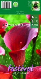 [09-202392] Calla of zantedeschia ROOD - 1 st